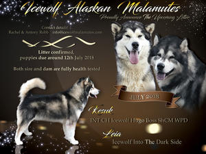 Leia x Kesuk Litter Announcement