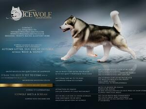 Puppies Pedigree