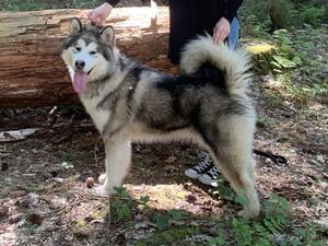 ‘Sidney’, Icewolf She’s A Scream