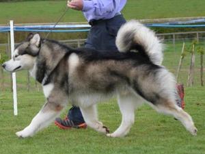 BISS Hawkeye Polarni Usvit within Dreamwolves
