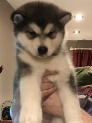 Available puppy