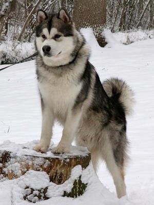 Dakota, sire of the pups