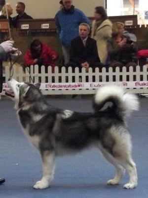 Icewolf Max a Million