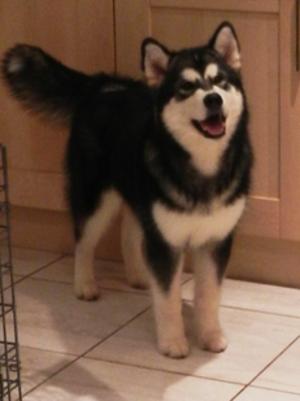 Ice - 6 months old