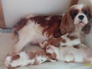 Bliss with her beautiful healthy babies.