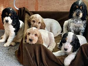 Miss Cannes’ Litter - only 1 pup remaining!