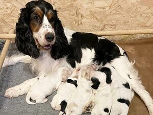 Dam - Villaspaniol Miss Cannes, Litter of 5 pups