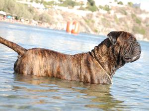 Sire: Caneguardiano Like it in Black at Ardhub