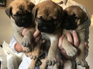 Babies!