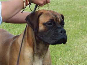 Goosey winning a MASSIVE Puppy class at Blackpool