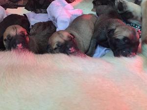 The babies - 1 day old
