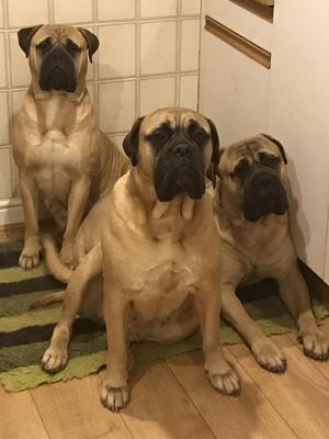 Family photo! Dam, Grand Dam and Half Brother