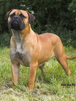 Roux at 2 years!