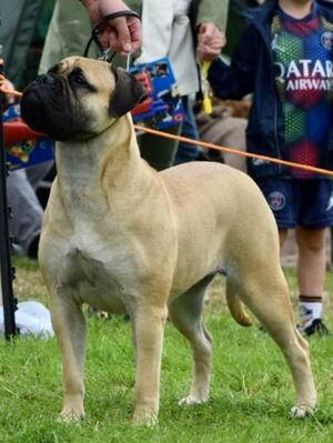Betsy on her way to winning Best in Show!