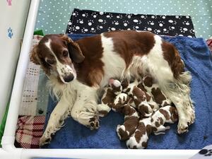 Beautiful new litter of 5 dogs and 3 bitches
