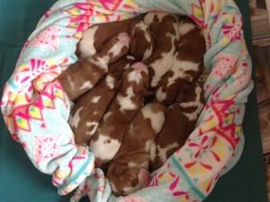 Previous Litter