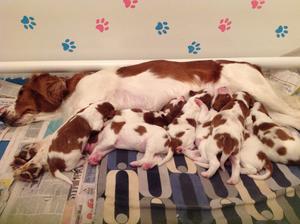 Proud mum with her puppies