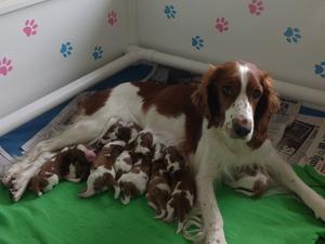 Previous Litter