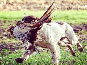 Lapwing Warrior of Lapswell