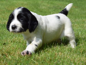 Dog pup