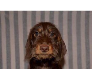 champdogs miniature wire haired dachshund
