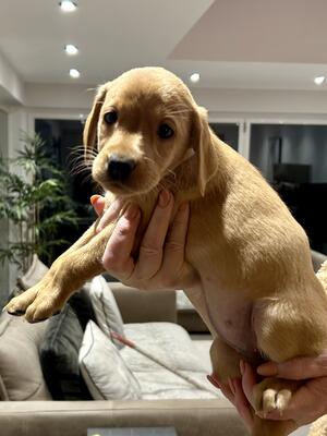 Girl pup