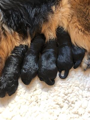 Puppies born 20th September