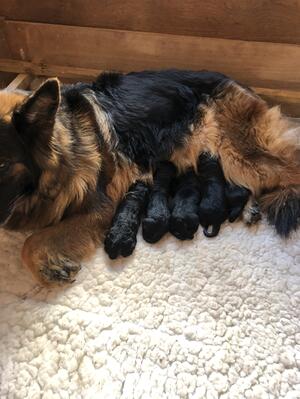 Puppies born 20th September