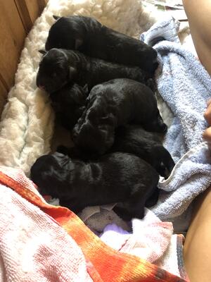 Puppies born 20th September