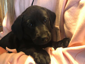 Puppy