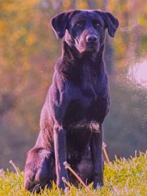 Sire
