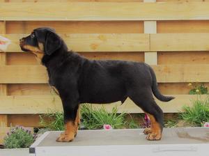 Pictured at 10 wks