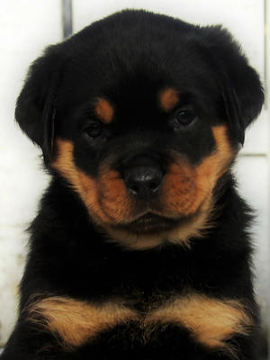 Puppy from our J Litter aged 6 wks