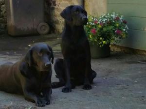 Brinkhope Labradors