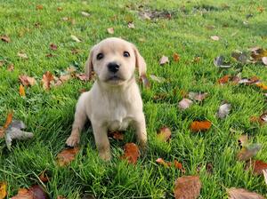 Beautiful strong puppies