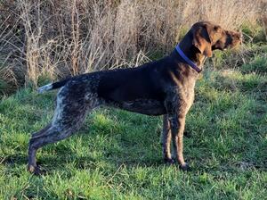 Lark, free standing
