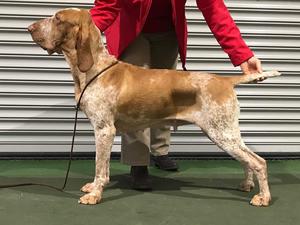 Magda, my first Bracco at 13 months