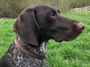Tilly - head shot
