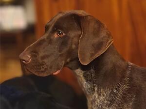 Bronte Headshot