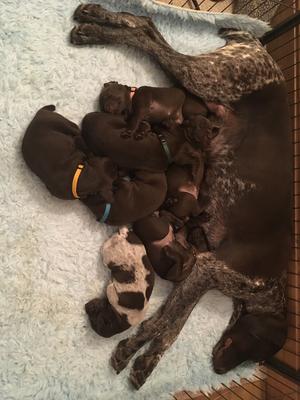 Tilly and pups at three weeks
