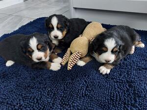 Pups at 3.5 weeks old