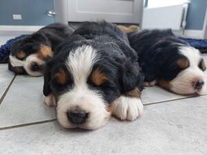 Pups at 3.5 weeks old