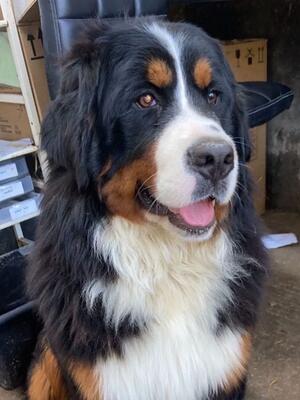 RoundThorn Bertha (Dam)