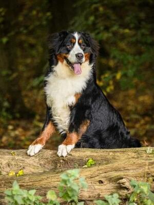 Alfie 1 Yr Old Full Brother