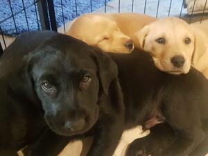 Sooty’s Puppies