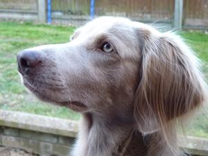 Saffy at home