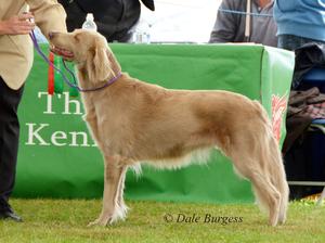 Welsh Kennel Club - August 2016