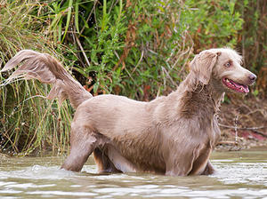 Saffy enjoying herself in the water - July 2018