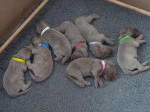 Puppies at 2 weeks of age