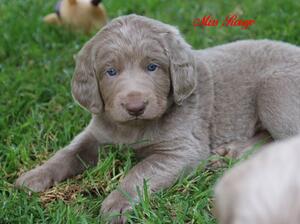 Phoebe at one month old